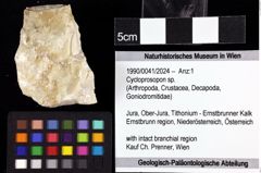 Foto (Objket + Etiketten) von Cycloprosopon sp. 